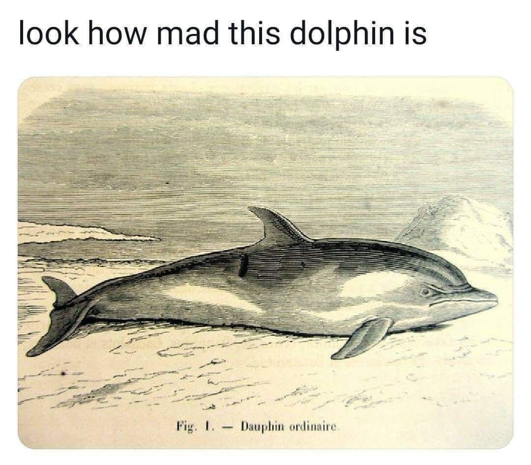 look how mad this dolphin is Fig 1 Dauphin ordinaire