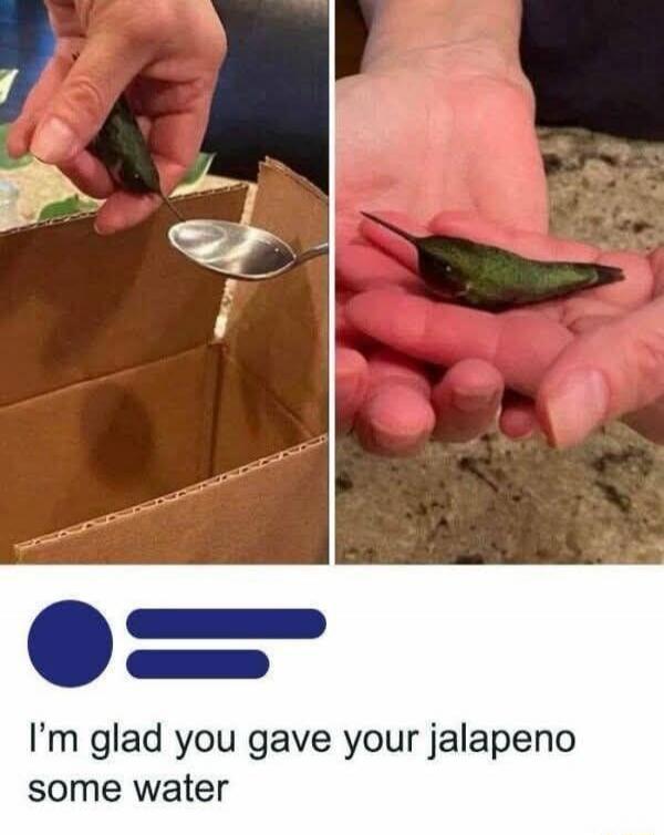 I'm glad you gave your jalapeno some water. A tiny hummingbird is being fed water from a spoon in a cardboard box, and then resting in a person's hand.