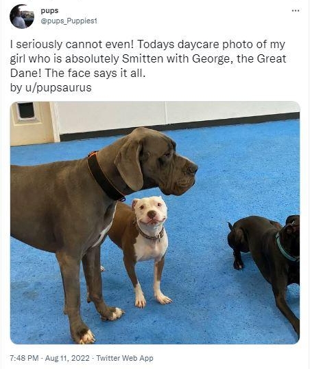 I seriously cannot even Todays daycare photo of my girl who is absolutely Smitten with George the Great Dane The face says it all by upupsaurus