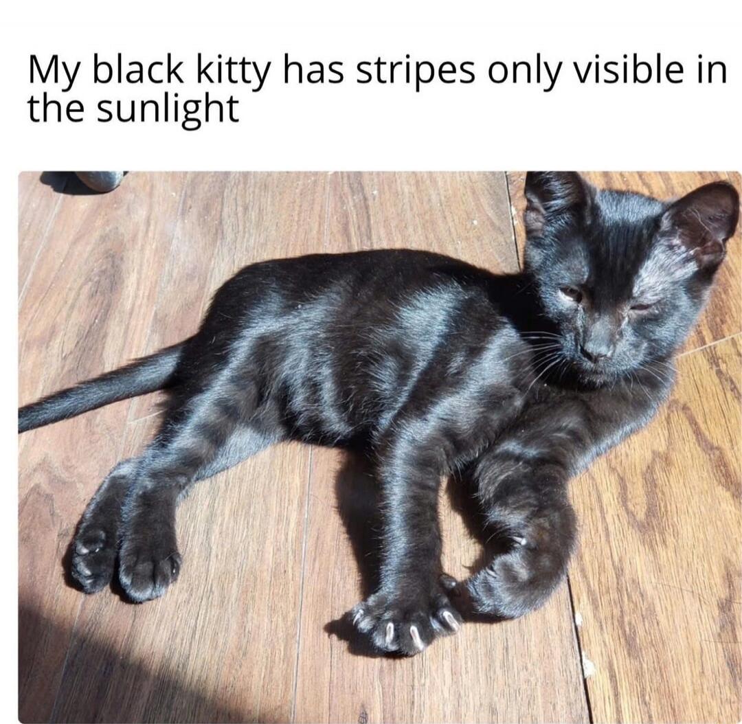 My black kitty has stripes only visible in the sunlight