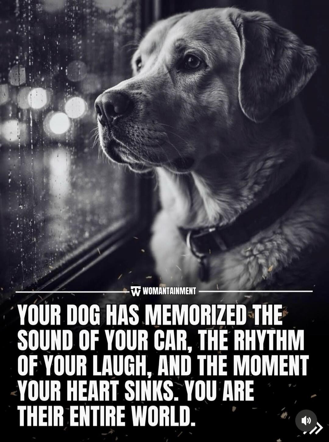 YOUR DOG HAS MEMORIZED THE SOUND OF YOUR CAR, THE RHYTHM OF YOUR LAUGH, AND THE MOMENT YOUR HEART SINKS. YOU ARE THEIR ENTIRE WORLD.