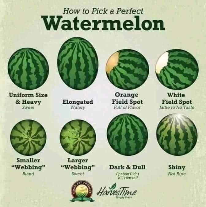 How to Pick a Perfect Watermelon 6 Orange White Elongated Field Spot Field Spot Watery Pullof Flasor Little o No Taste Smaller Larger Webbing Webbing Dark Dull Shiny Bland Sweet Epstein Didnt Not Ripe il Himself