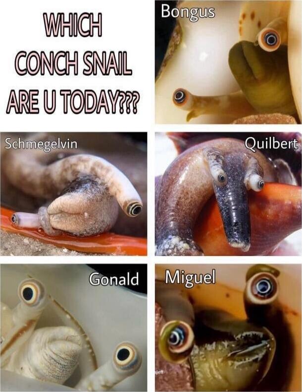 WHICH CONCH SNAIL ARE U TODAY??? Bongus Schmegelvin Quilbert Gonald Miguel