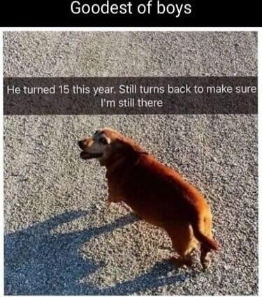 Goodest of boys
He turned 15 this year. Still turns back to make sure I’m still there