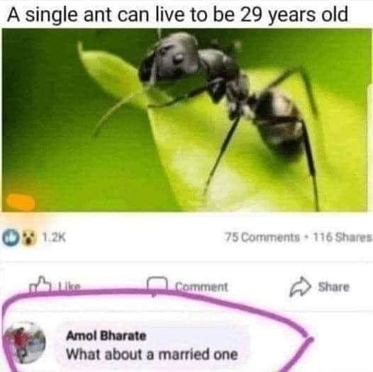 A single ant can live to be 29 years old