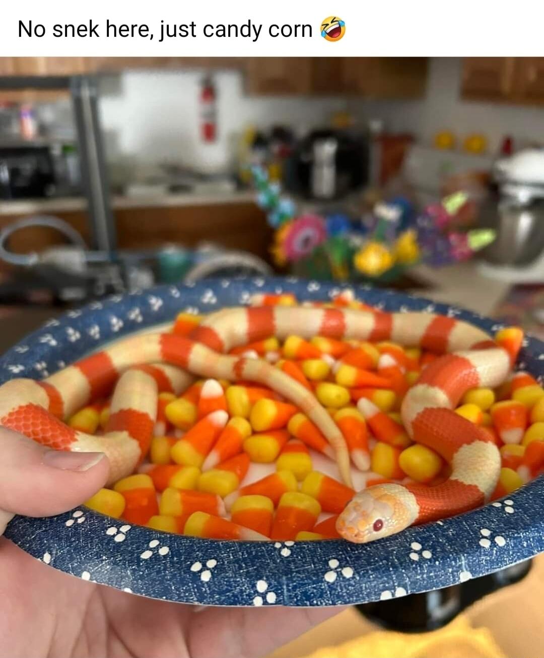 No snek here just candy corn