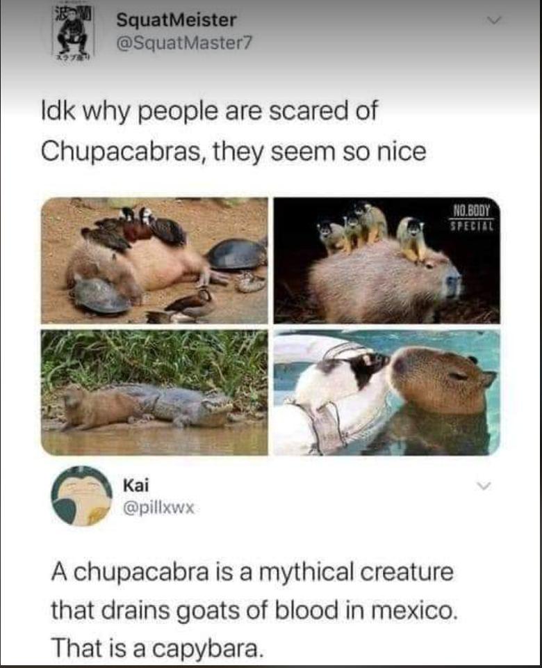 Idk why people are scared of Chupacabras they seem so nice A chupacabra is a mythical creature that drains goats of blood in mexico That is a capybara