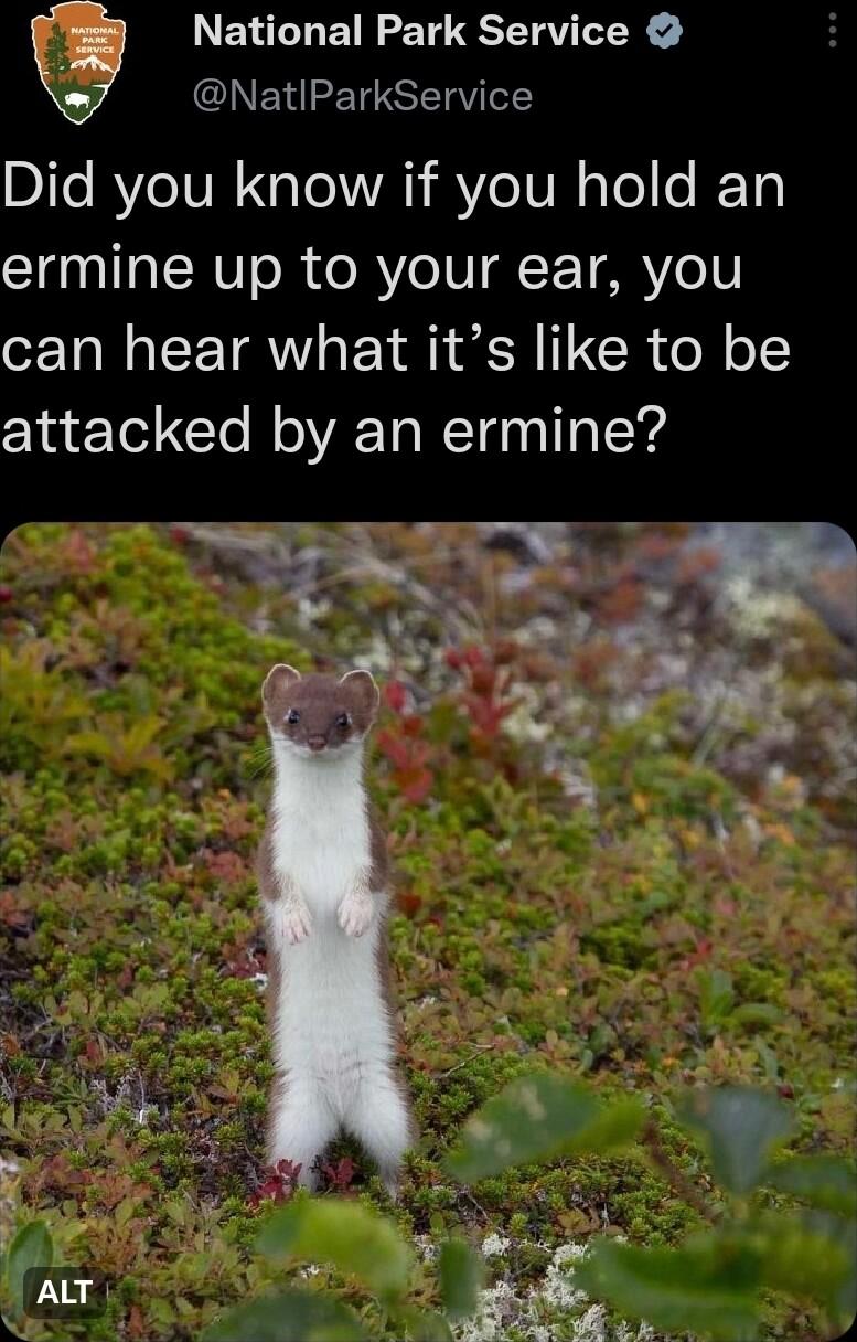 National Park Service NatlParkService Did you know if you hold an ermine up to your ear you can hear what its like to be attacked by an ermine L e