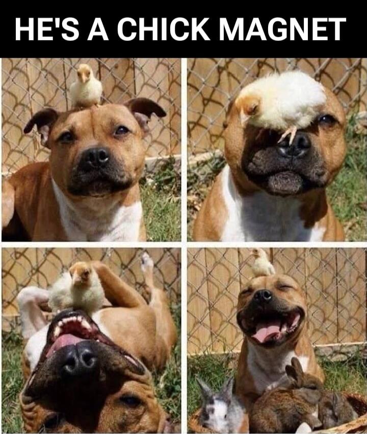 HE'S A CHICK MAGNET