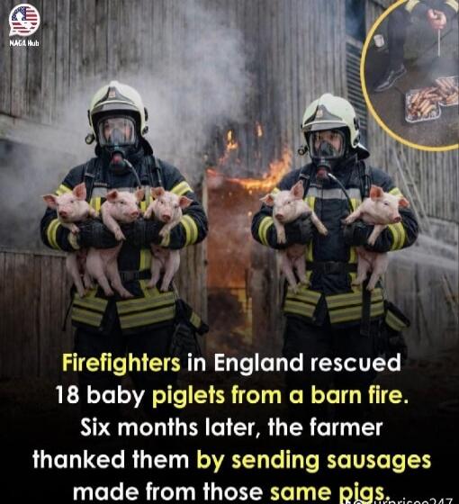 Firefighters in England rescued 18 baby piglets from a barn fire. Six months later, the farmer thanked them by sending sausages made from those same pigs.