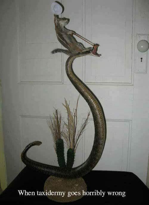 When taxidermy goes horribly wrong