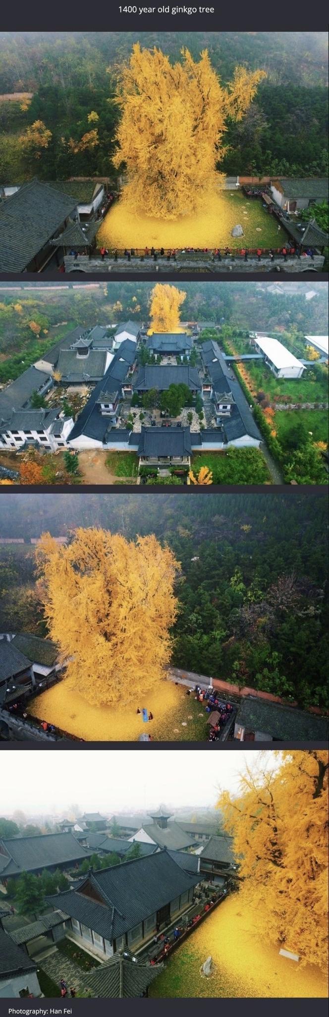 1400 year old ginkgo tree 314 Photography Han Fel