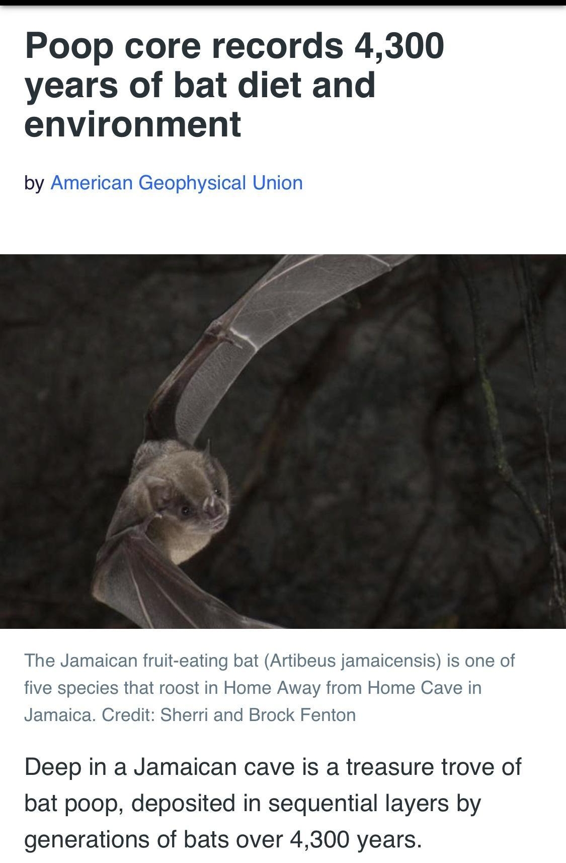 Poop core records 4300 years of bat diet and environment by American Geophysical Uni The Jamaican fruit eating bat Artibeus jamaicensis is one of five species that roost in Home Away from Home Cave in Jamaica Credit Sherri and Brock Fenton Deep in a Jamaican cave is a treasure trove of bat poop deposited in sequential layers by generations of bats over 4300 years