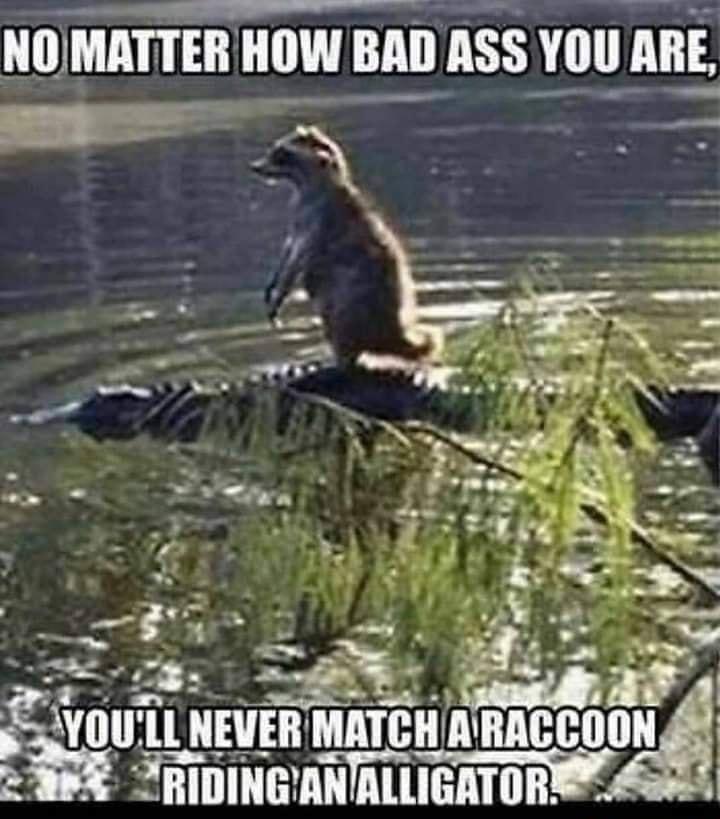 NOMATTER HOW BAD ASS YOU ARE R 3 l N o S 3 5 e e AT 1 N Sy R P et J gt S oy 3_ _ l B gl E YOULL NEVER MATCH ARACCOON S 29 JHDING ANALLICGATORE