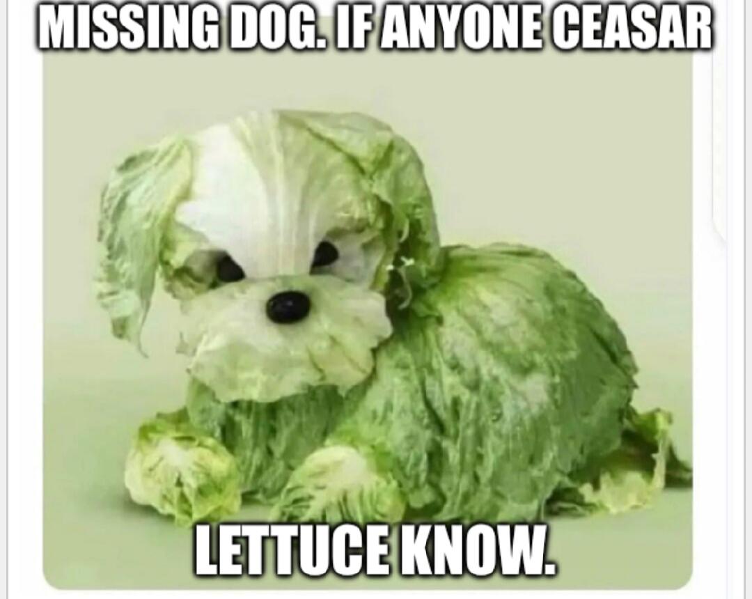 MISSING DOG. IF ANYONE CEASAR LETTUCE KNOW.