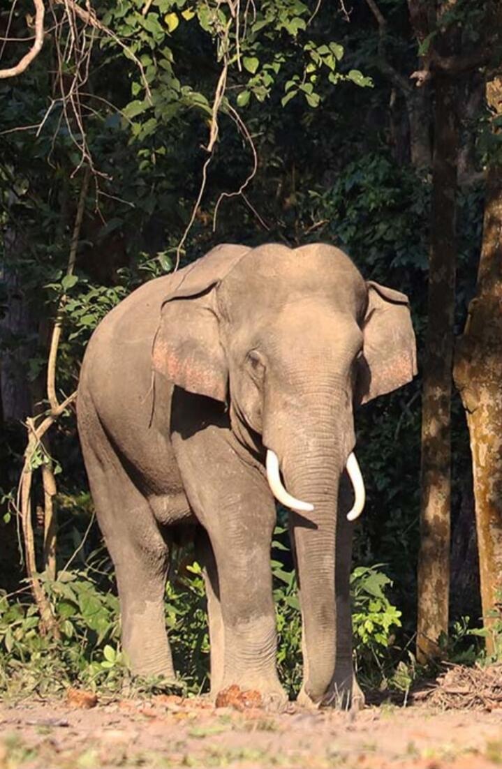 An elephant standing in a forested area with sunlight on the ground. The elephant has large tusks and big ears.