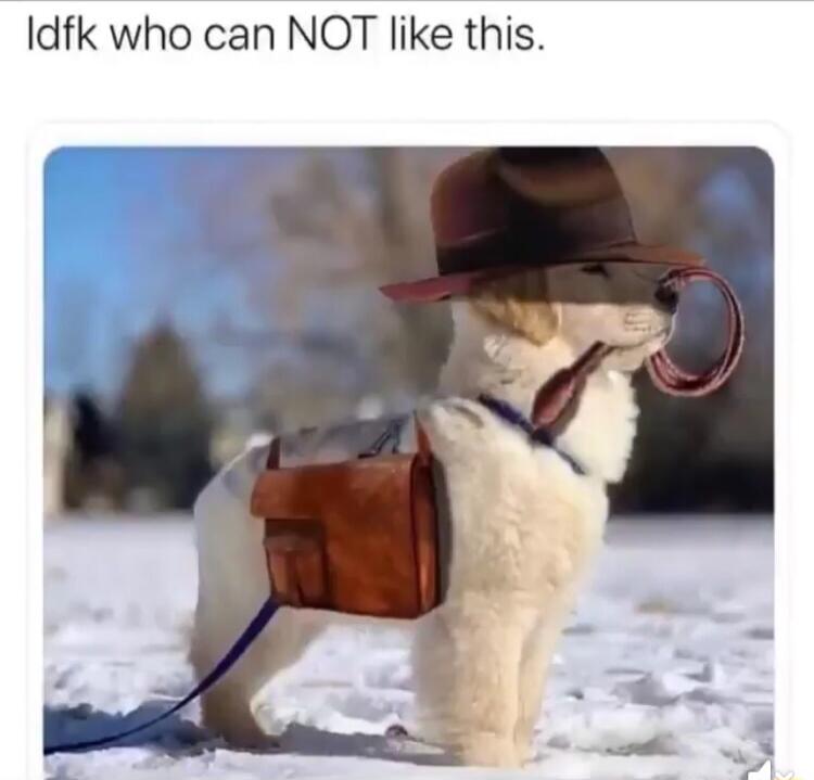 Idfk who can NOT like this