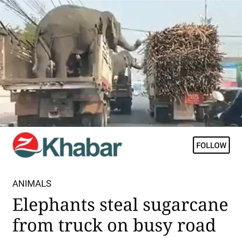 S Khabar PN ANIMALS Elephants steal sugarcane from truck on busy road