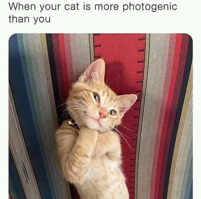 cat is more photogenic