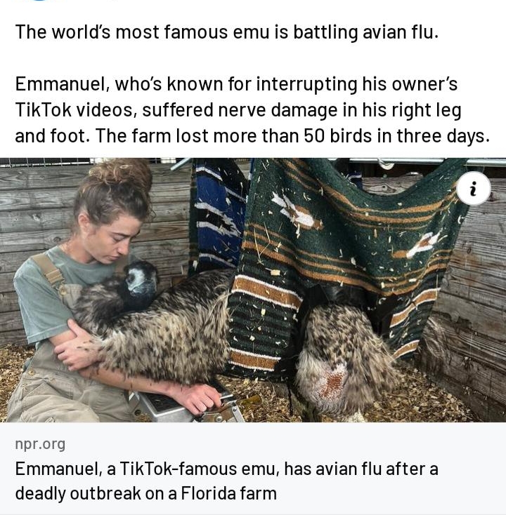 NPR s X 3h Q The worlds most famous emu is battling avian flu Emmanuel whos known for interrupting his owners TikTok videos suffered nerve damage in his right leg and foot The farm lost more than 50 birds in three days nprorg Emmanuel a TikTok famous emu has avian flu after a deadly outbreak on a Florida farm
