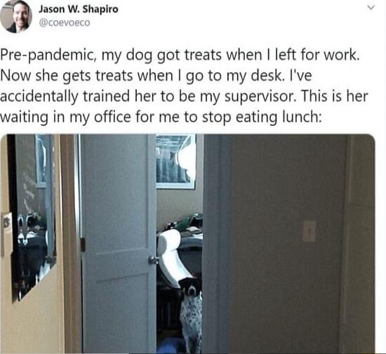 Jason W Shapiro Pre pandemic my dog got treats when left for work Now she gets treats when go to my desk Ive accidentally trained her to be my supervisor This is her aiting in my office for me to stop eating lunc
