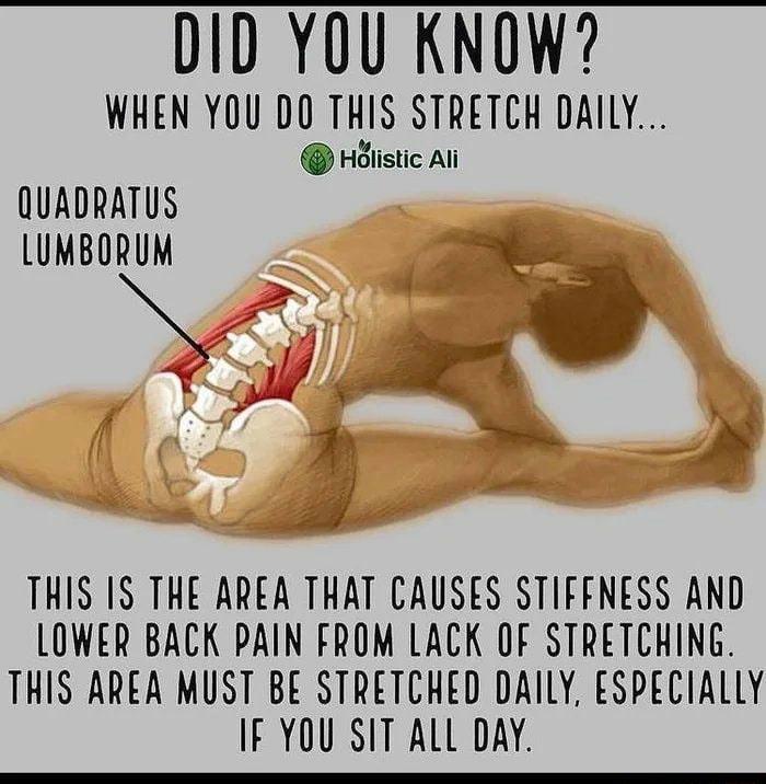 DID YOU KNOW WHEN YOU DO THIS STRETCH DAILY Halistic Ali QUADRATUS LUMBORUM THIS IS THE AREA THAT CAUSES STIFFNESS AND LOWER BACK PAIN FROM LACK OF STRETCHING THIS AREA MUST BE STRETCHED DAILY ESPECIALLY F YOU SIT ALL DAY