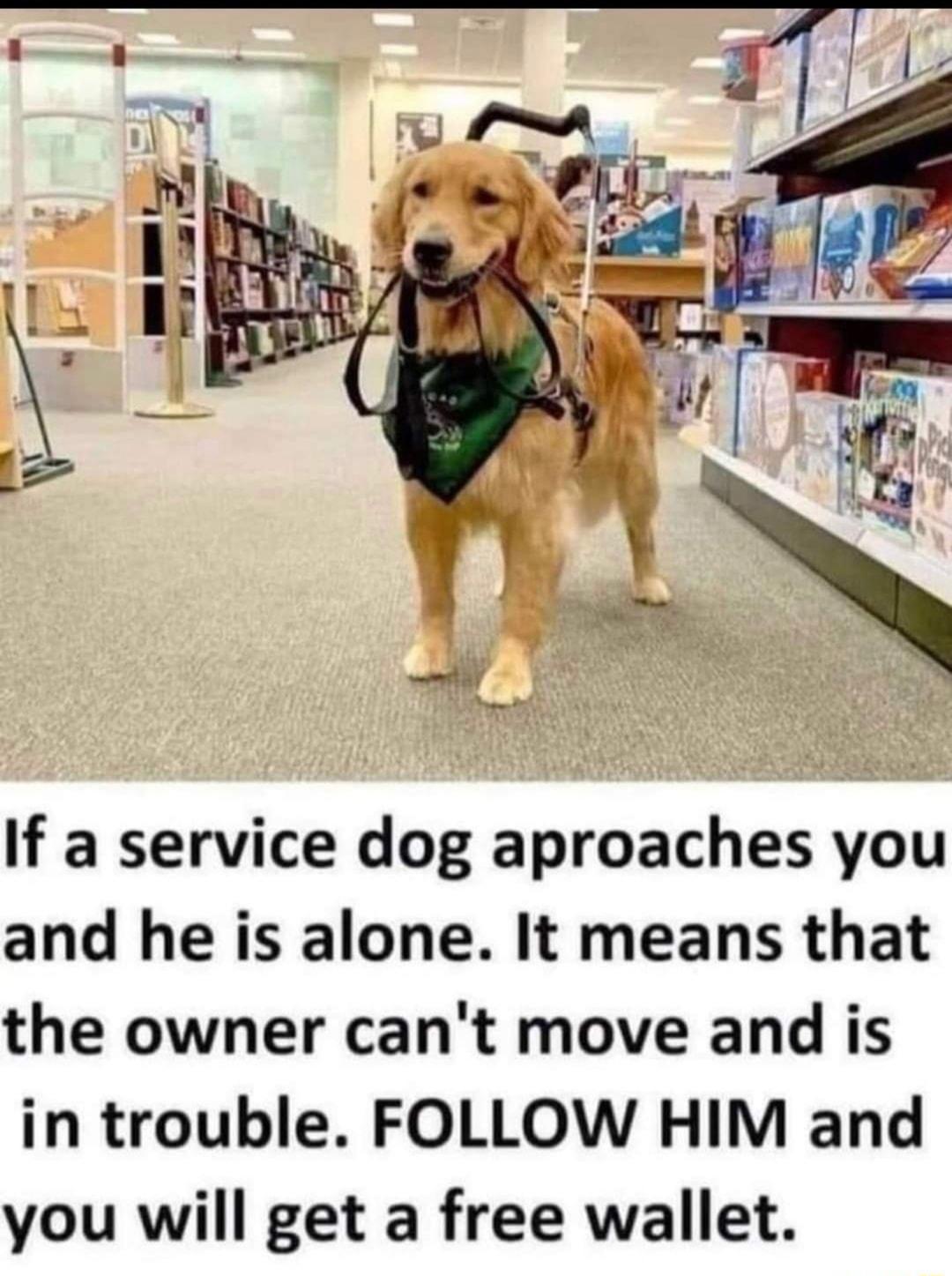 If a service dog aproaches you and he is alone It means that the owner cant move and is in trouble FOLLOW HIM and you will get a free wallet