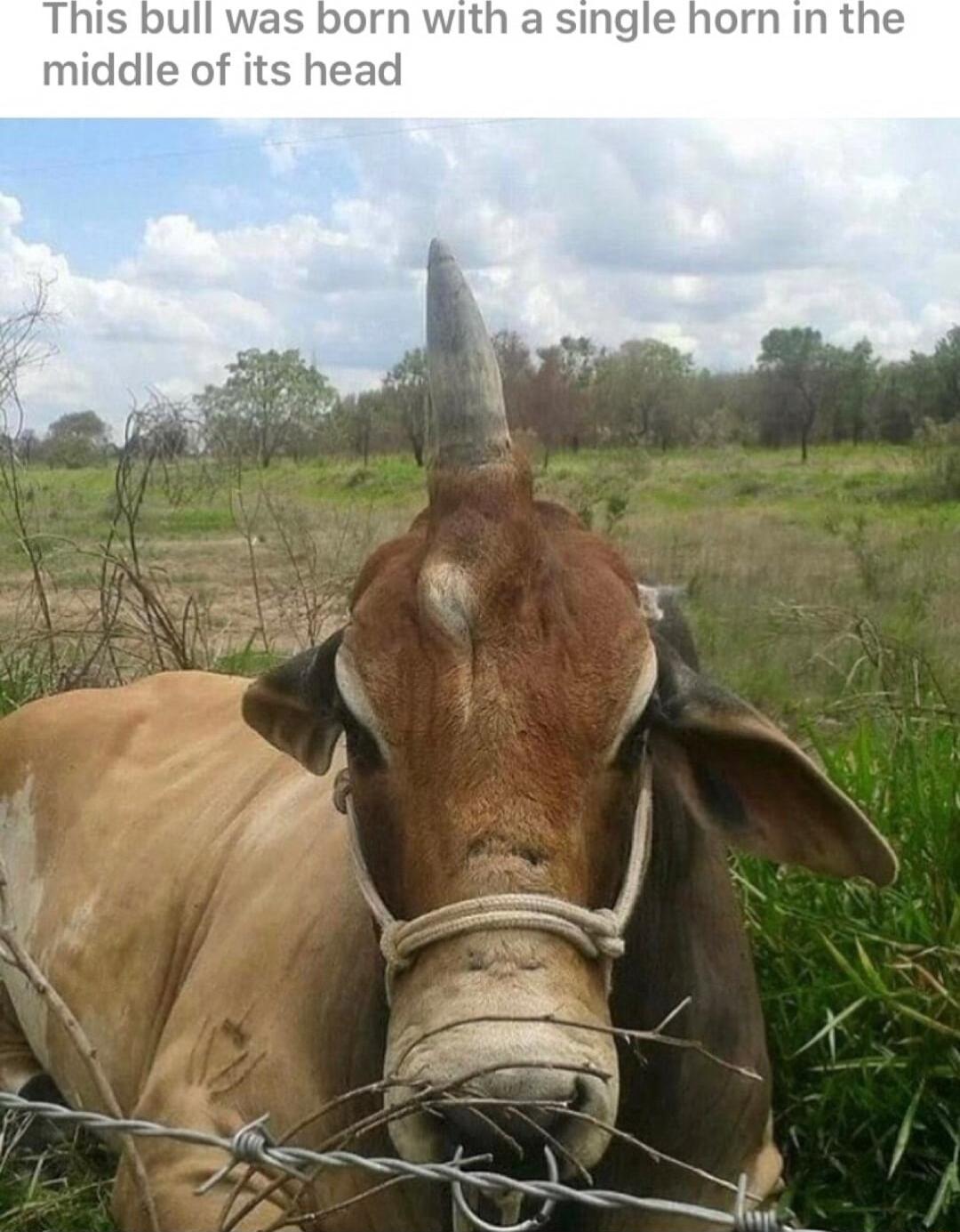 bull was b single horn in the idle of its head