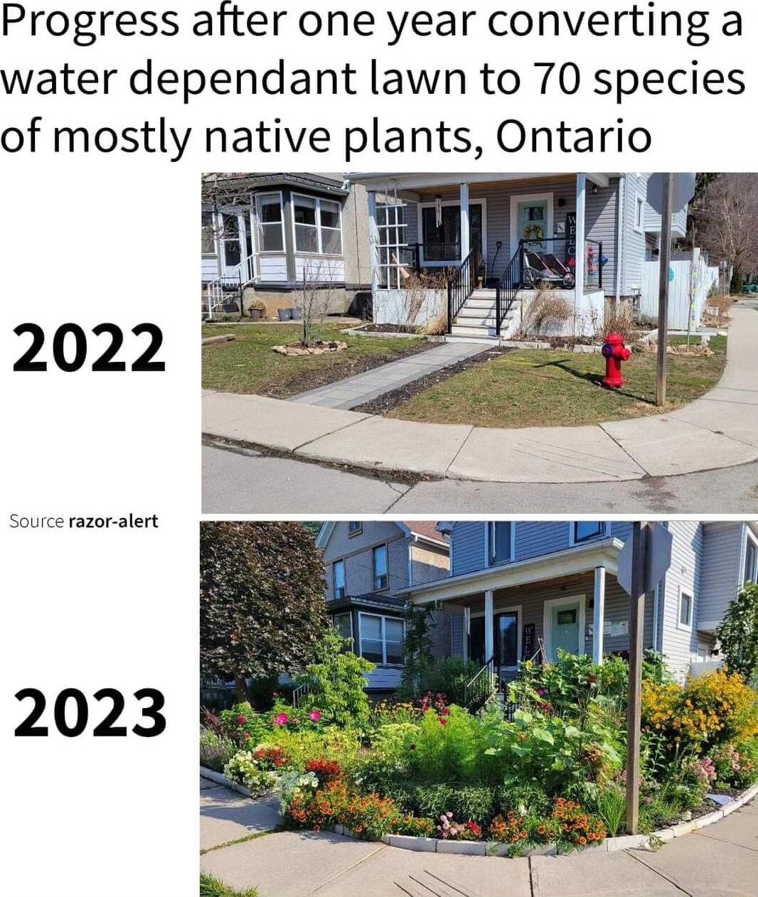 Progress after one year converting a water dependant lawn to 70 species of mostly native plants Ontario 2022 Source razor alert 2023