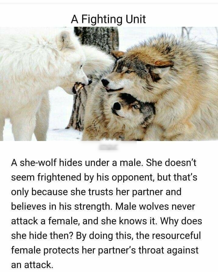 A she wolf hides under a male She doesnt seem frightened by his opponent but thats only because she trusts her partner and believes in his strength Male wolves never attack a female and she knows it Why does she hide then By doing this the resourceful female protects her partners throat against an attack