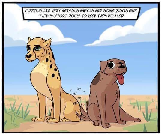 THEN SUPPORT POGS TO KEEP THEM RELAXED MEYMS ARE VERY NERVOUS ANITALS AN SOME ZOOS GNE