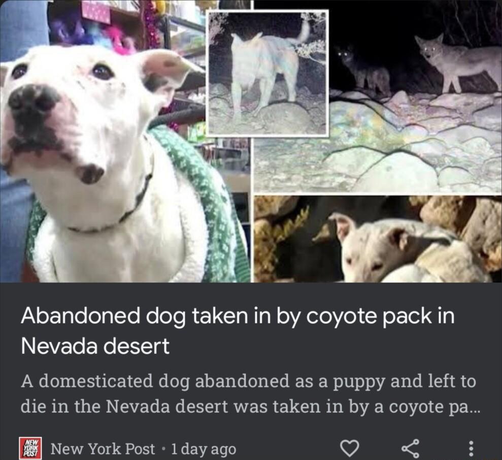 Abandoned dog taken in by coyote pack in NEVEENe T A domesticated dog abandoned as a puppy and left to die in the Nevada desert was taken in by a coyote pa New York Post 1day ago Lo A H