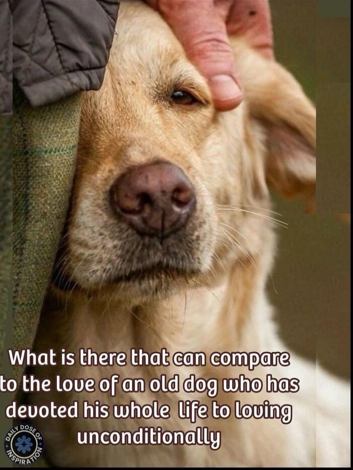 What is there that can compare to the love of an old dog who has devoted his whole life to loving unconditionally