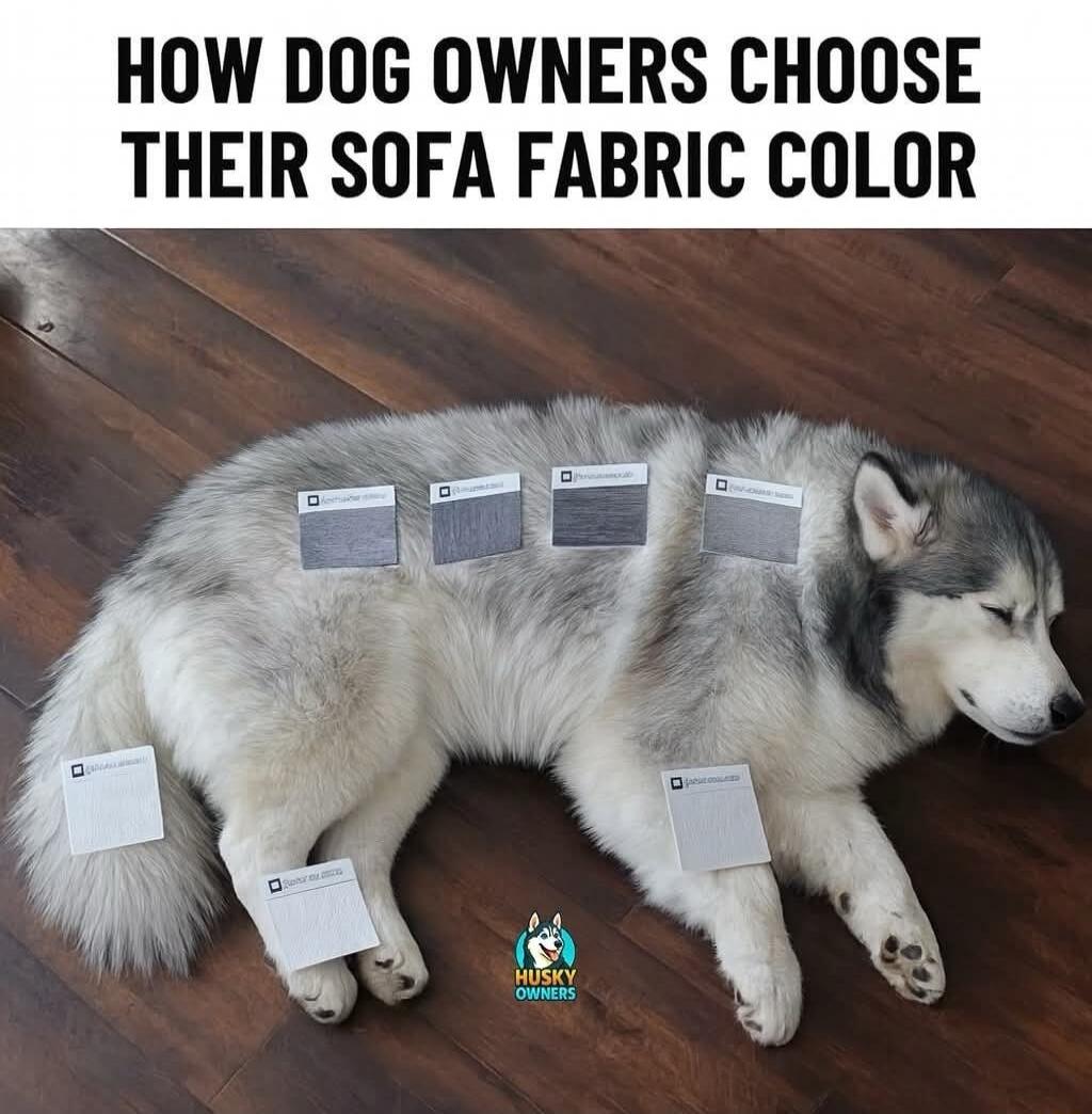 HOW DOG OWNERS CHOOSE THEIR SOFA FABRIC COLOR