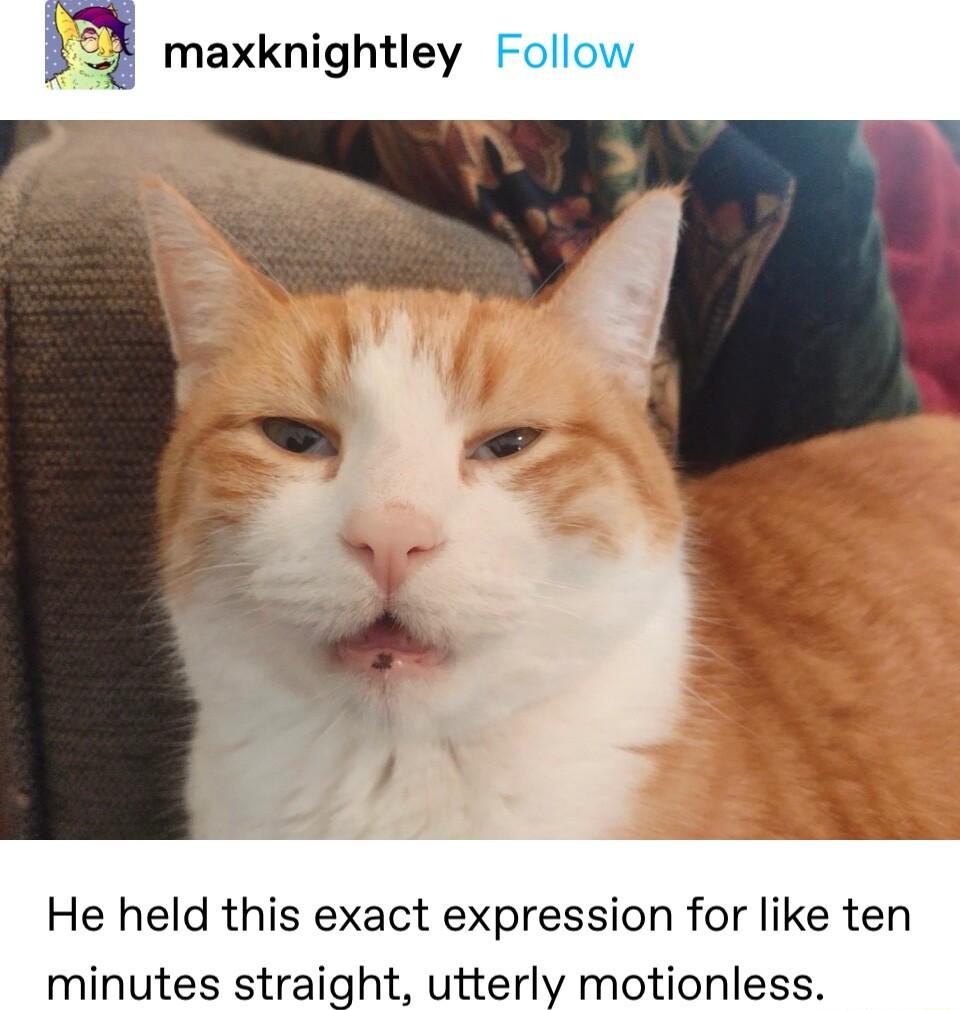 maxknightley Follow He held this exact expression for like ten minutes straight utterly motionless