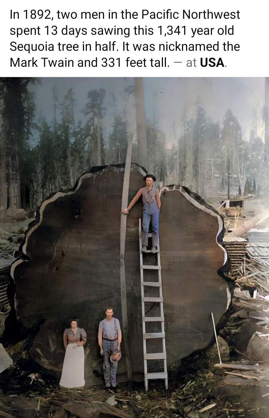 In 1892 two men in the Pacific Northwest spent 13 days sawing this 1341 year old Sequoia tree in half It was nicknamed the Mark Twain and 331 feet tall at USA