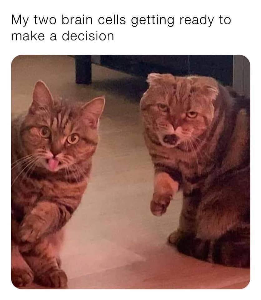 My two brain cells getting ready to make a decision