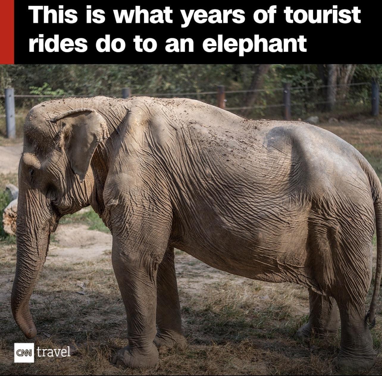 RLCHERTTE L RVEE TR R LT rides do to an elephant