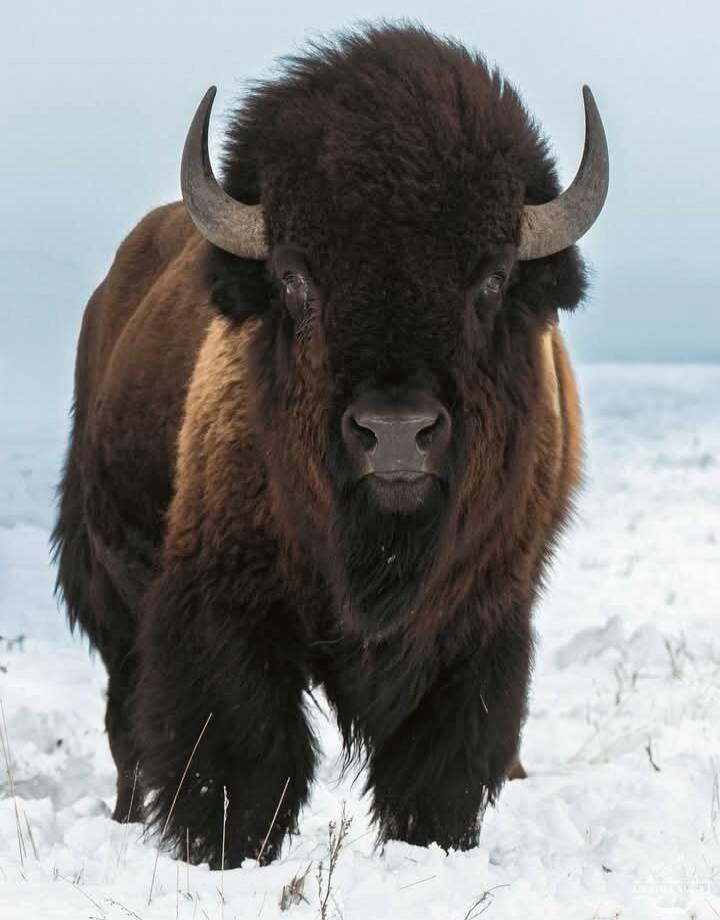 A bison standing in a snowy landscape.