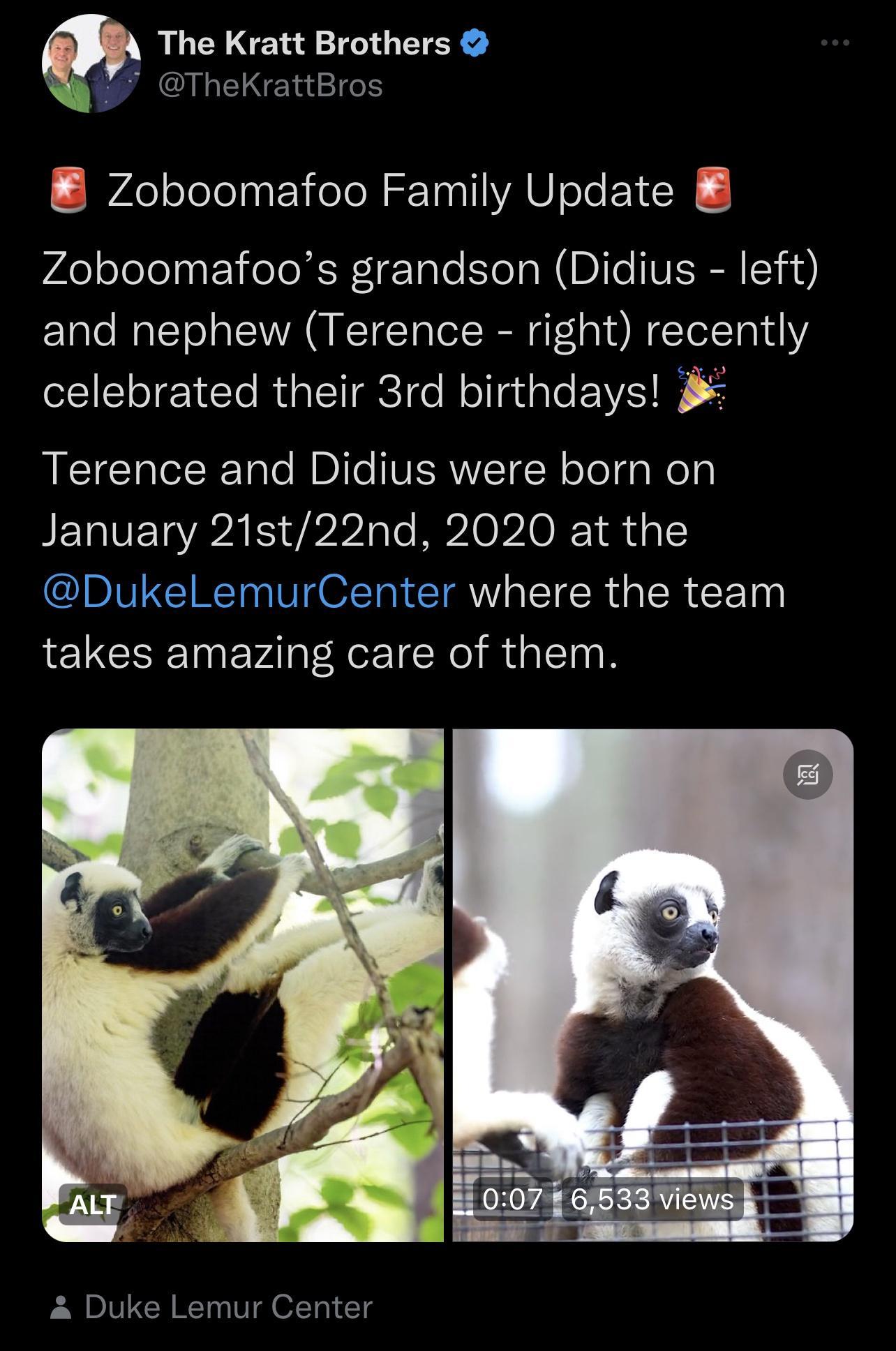 The Kratt Brothers 0 TheKrattBros B Zoboomafoo Family Update Zoboomafoos grandson Didius left and nephew Terence right recently celebrated their 3rd birthdays Terence and Didius were born on January 21st22nd 2020 at the IBIVICINCT VIOFT IR TR R Ty takes amazing care of them Duke Lemur Center