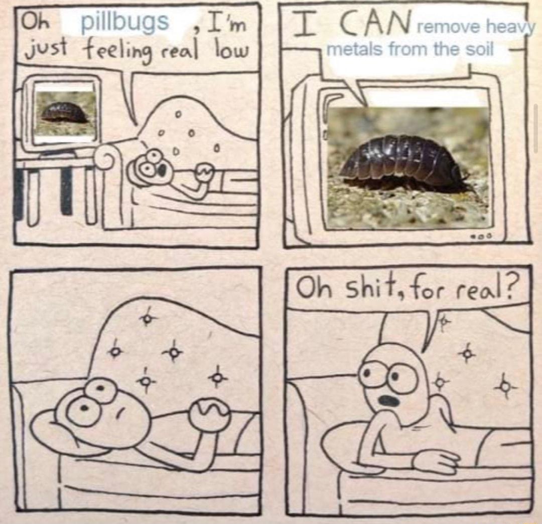 Oh pillbugs Im Just feeling ceal low