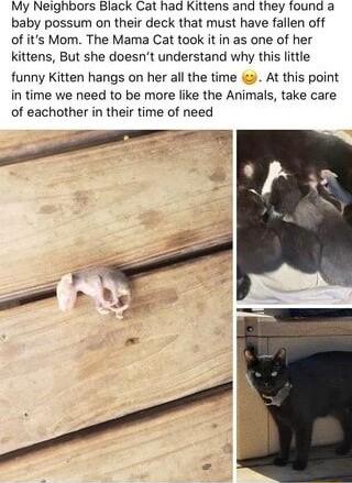 My Neighbors Black Cat had Kittens and they found a baby possum on their deck that must have fallen off of its Mom The Mama Cat took it in as one of her kittens But she doesnt understand why this little funny Kitten hangs on her all the time At this point in time we need to be more like the Animals take care of eachother in their time of need e