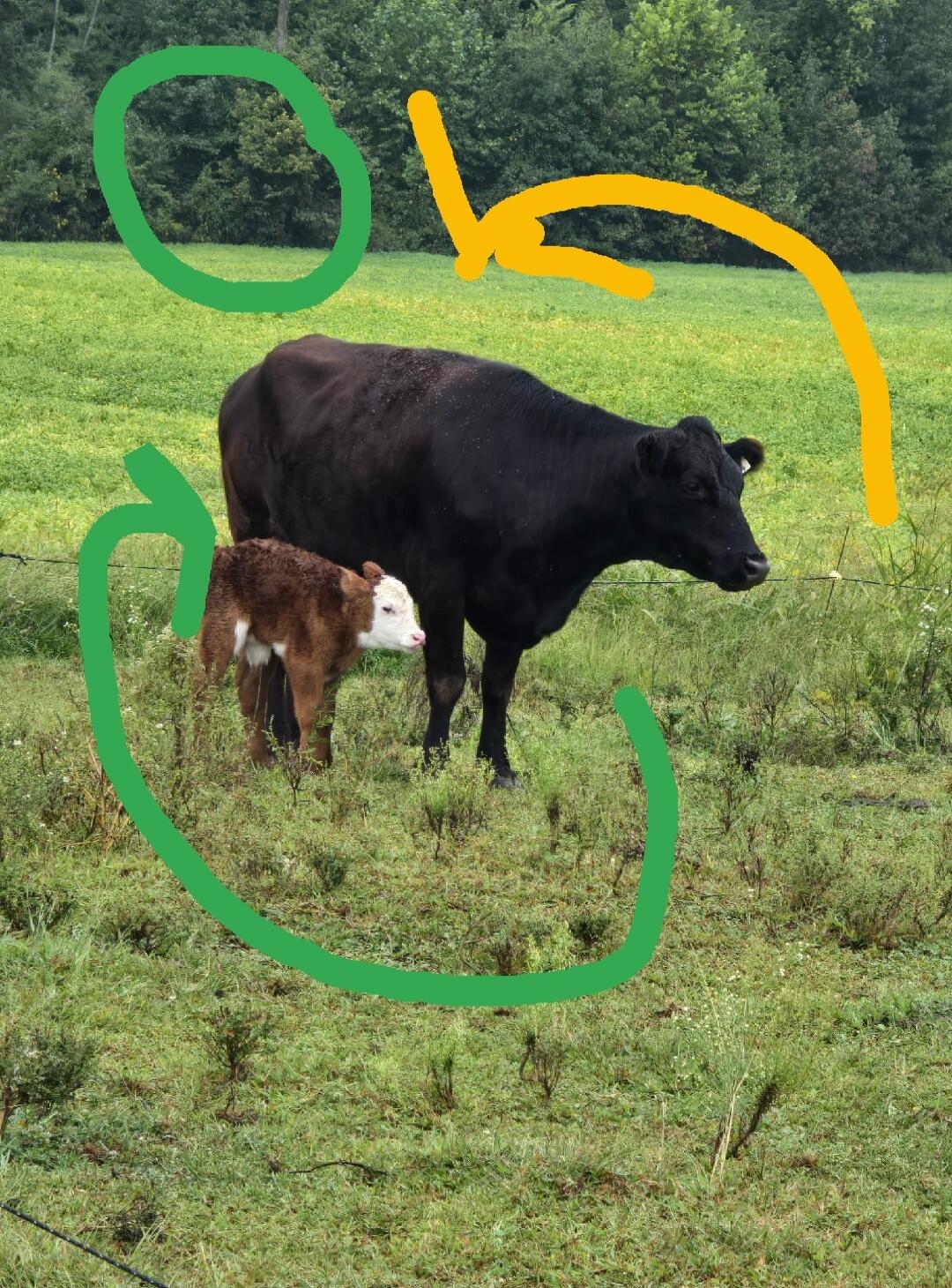 A black cow standing in a grassy field with a small brown and white calf beside it. A green circle and yellow arrow markings are drawn on the image.