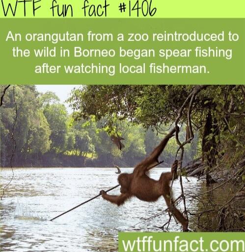 An orangutan from a zoo reintroduced to the wild in Borneo began spear fishing after watching local fisherman tffnfactcom