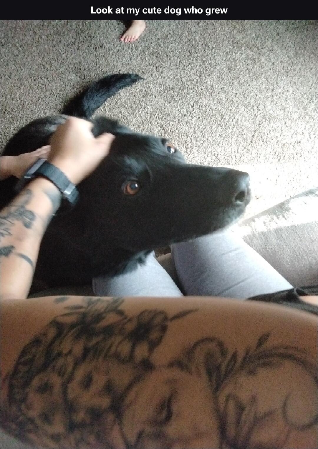 Look at my cute dog who grew