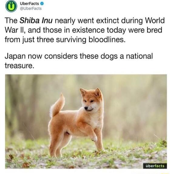 The Shiba Inu nearly went extinct during World War Il and those in existence today were bred from just three surviving bloodlines Japan now considers these dogs a national treasure