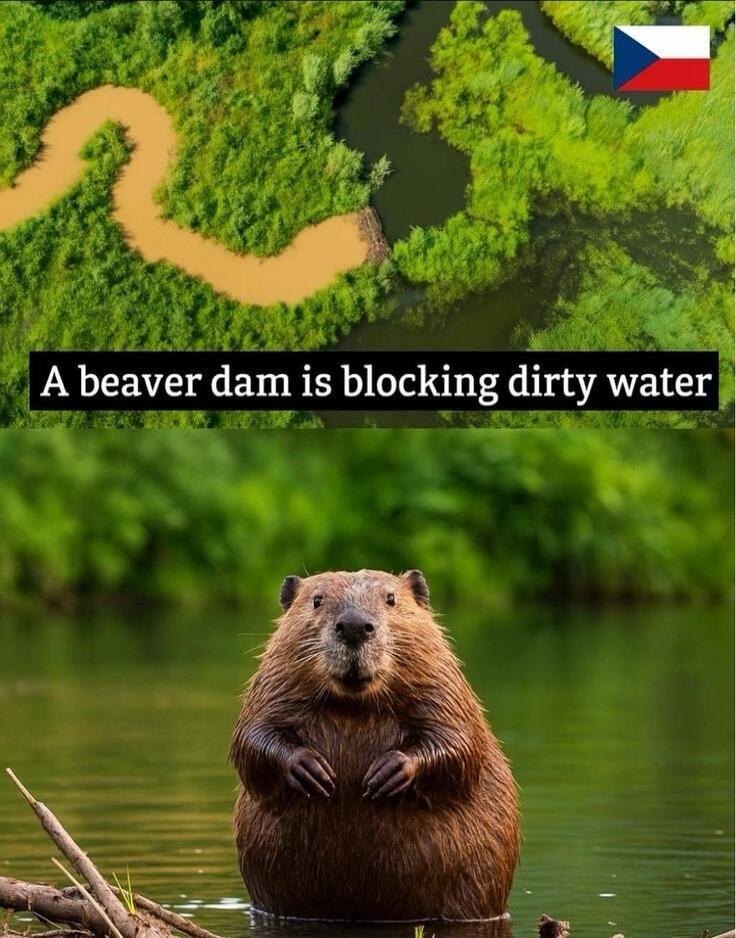 A beaver dam is blocking dirty water