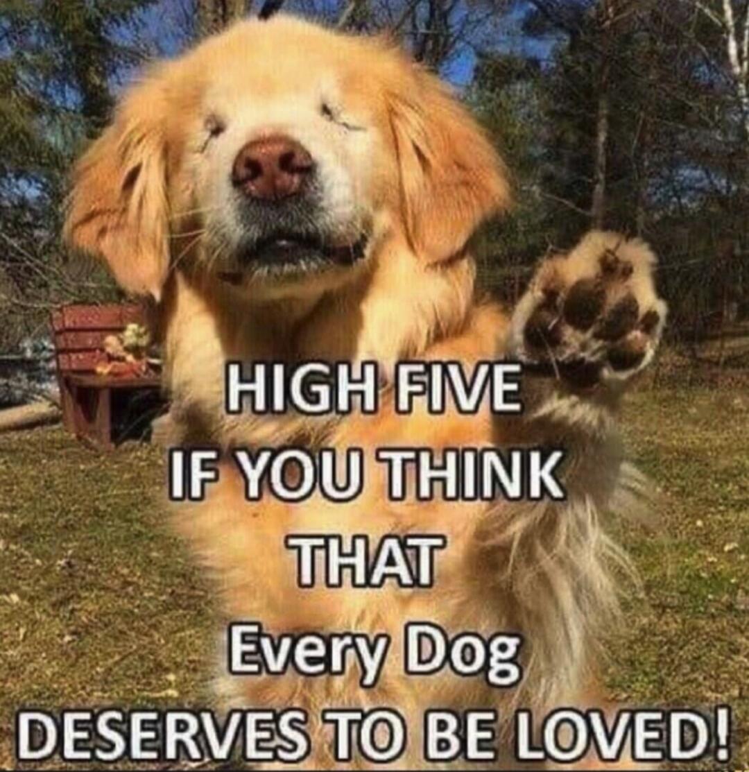 HIGH FIVE IF YOU THINK THAT EVERY DOG DESERVES TO BE LOVED!