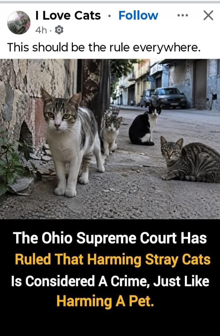 I Love Cats. This should be the rule everywhere. The Ohio Supreme Court Has Ruled That Harming Stray Cats Is Considered A Crime, Just Like Harming A Pet.