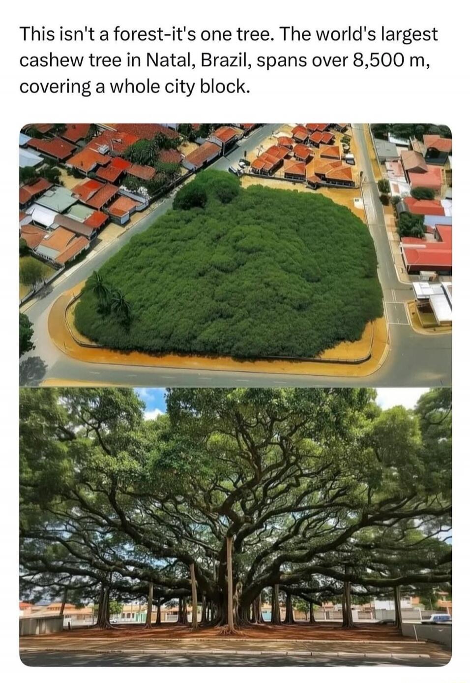 This isn't a forest- it's one tree. The world's largest cashew tree in Natal, Brazil, spans over 8,500 m, covering a whole city block.